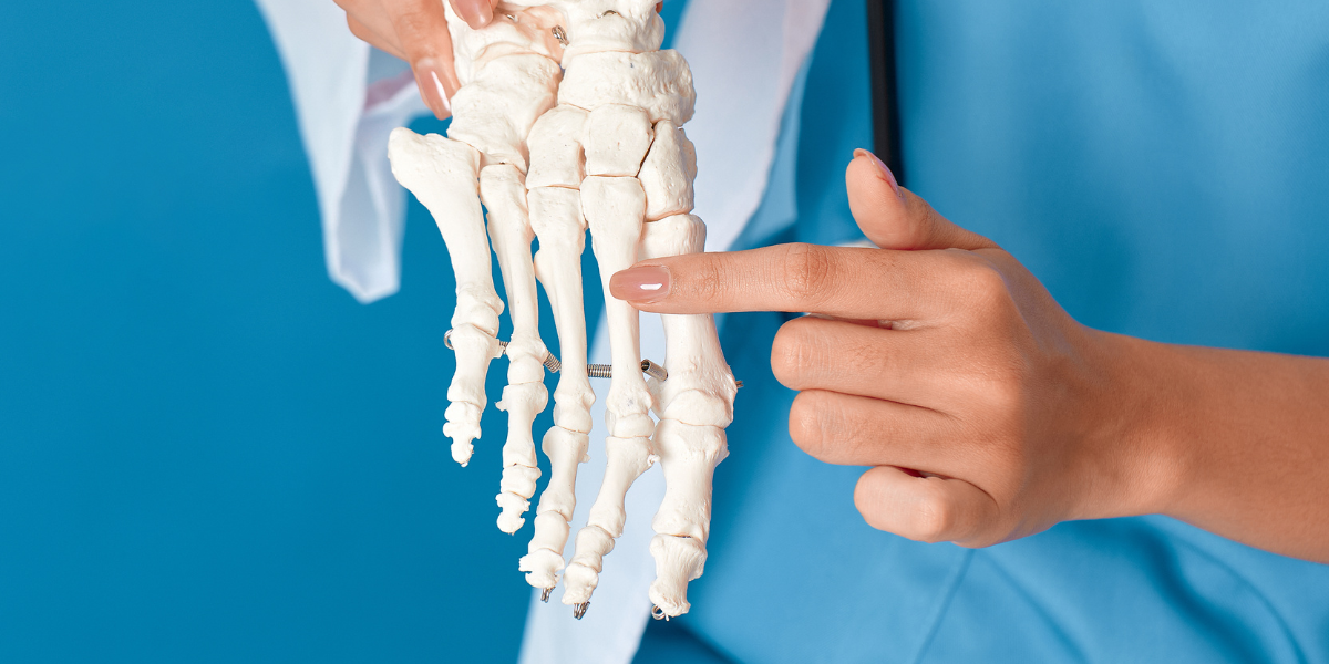  Lekarz_ortopeda_pokazujacy_budowe_kosci_stopy